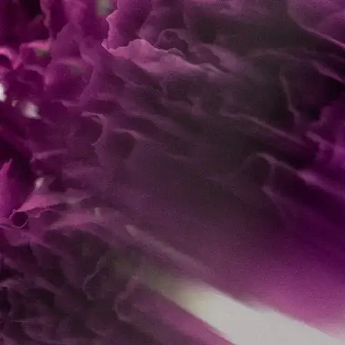 Close-up of a purple flower with a soft focus