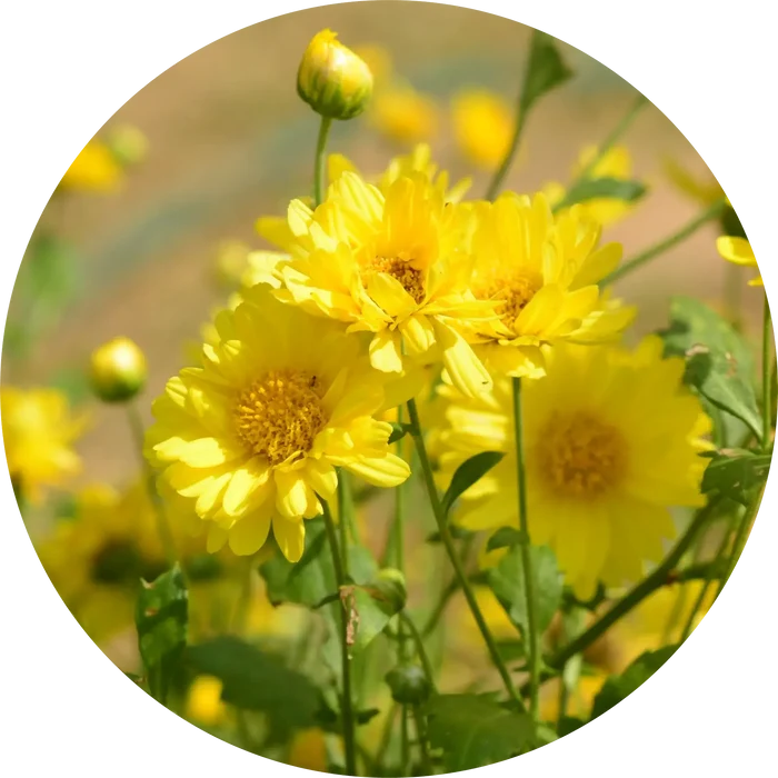 Sun Gold Daisy Essential Oil - Living Libations