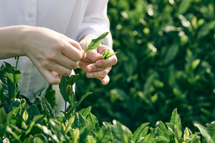 shiraiseicha_teapicking yunomi.life
