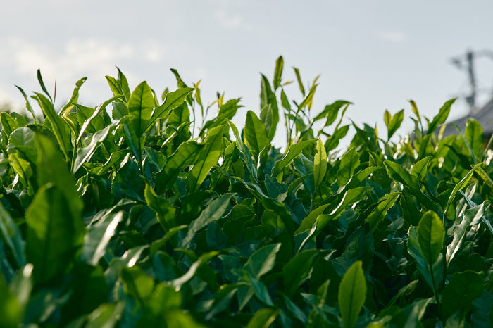 shiraiseicha_teafield_2 yunomi.life
