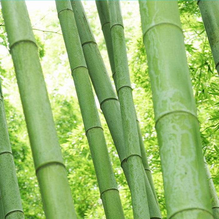[BRING GREEN] Bamboo Hyalu Hydrating Toner 250ml - Ballagrio