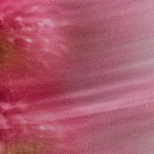 Close-up of a pink flower with a blurred background