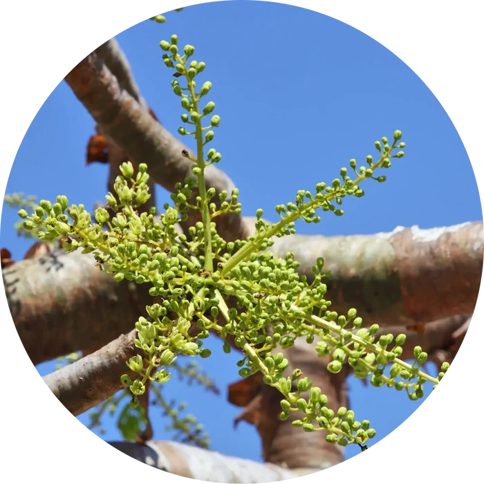 Frankincense, Classic Carterii Essential Oil- Living Libations