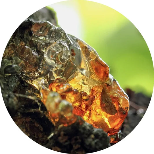 Omumbiri Essential Oil- Living Libations