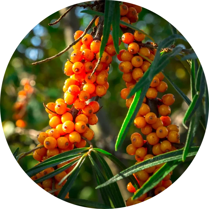 Seabuckthorn Seed Carrier Oil - Living Libations