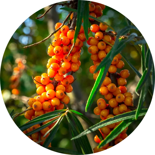 Seabuckthorn Seed Carrier Oil - Living Libations