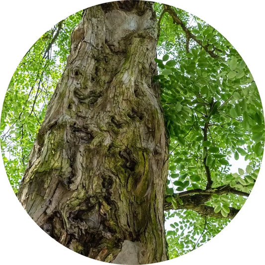 Traditional Sandalwood Essential Oil – Organic Mysore Sandalwood from India