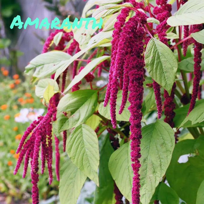 Trickster Teachers - Amaranth CLEARANCE