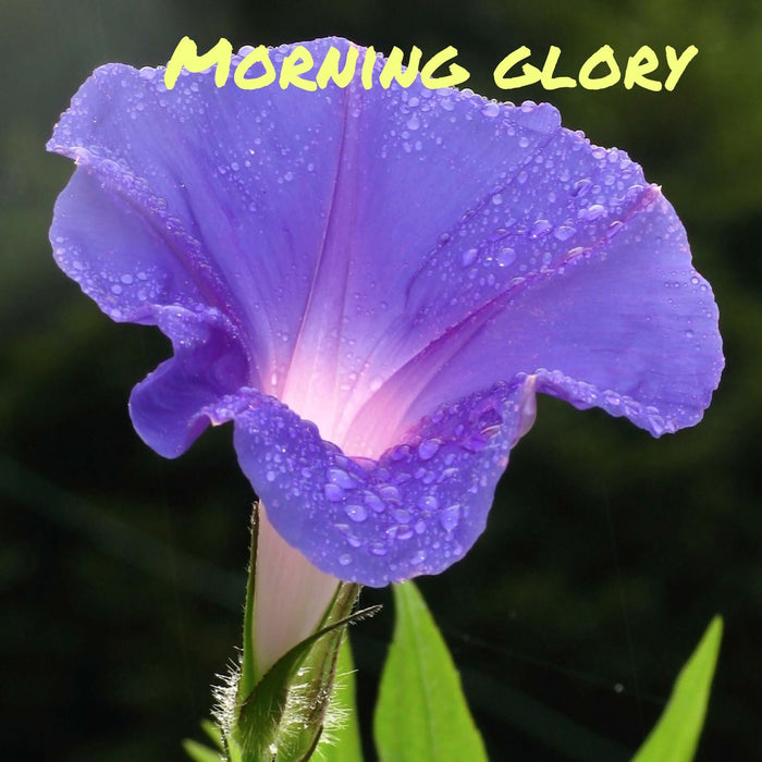 Trickster Teachers - Morning Glory CLEARANCE